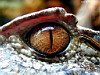 miniatura_Eye_of_the_Gator copia